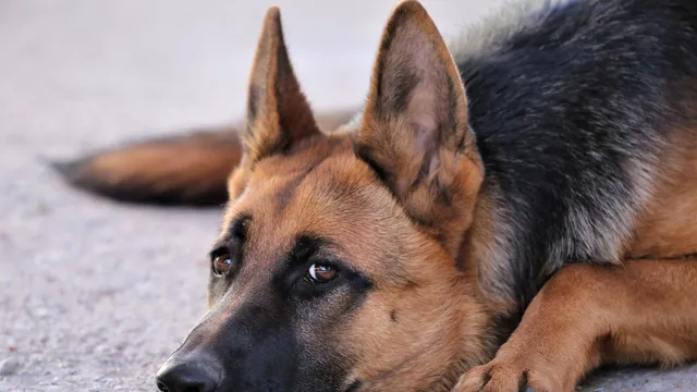 В Ессентуках пьяный мужчина натравливал собаку на гостей