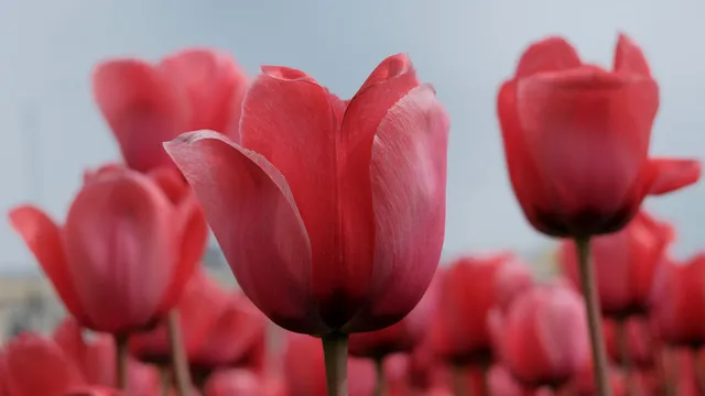 Власти Ставрополья поздравляют женщин с 8 марта