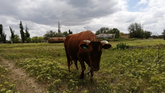 За три года хозяйства Ставрополья приобрели 5,4 тыс. голов племенного молодняка молочного направления