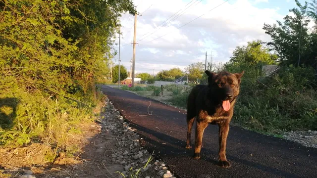На Ставрополье прокуратура проводит проверку по факту нападения собаки на ребенка