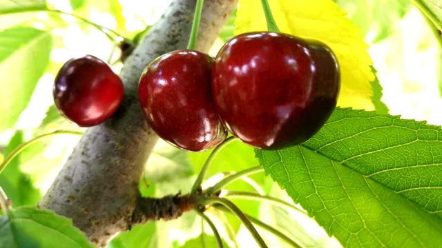 На Ставрополье собрано более 10 тонн черешни