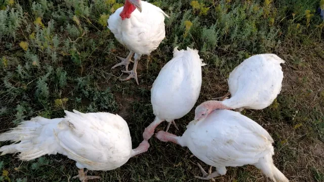 Ставропольское предприятие по производству индейки внедряет бережливые технологии