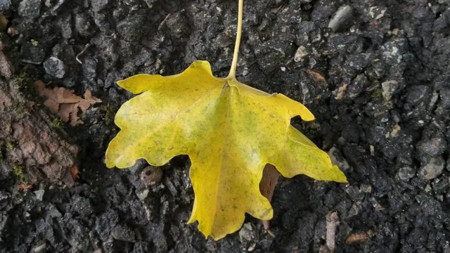 Ставропольский край участвует в международной премии Росприроднадзора