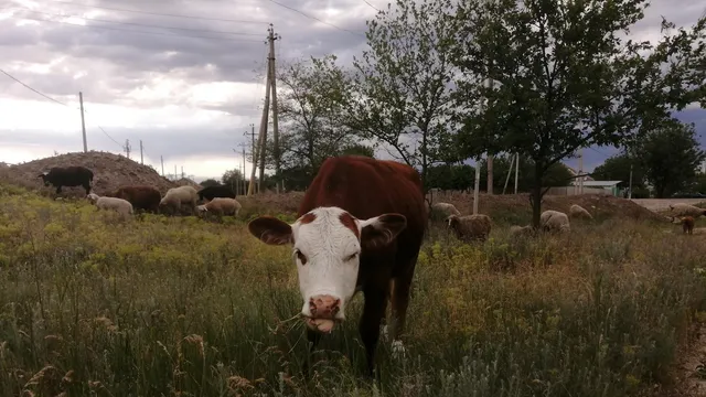 На Ставрополье выплачивают субсидию животноводческим хозяйствам 
