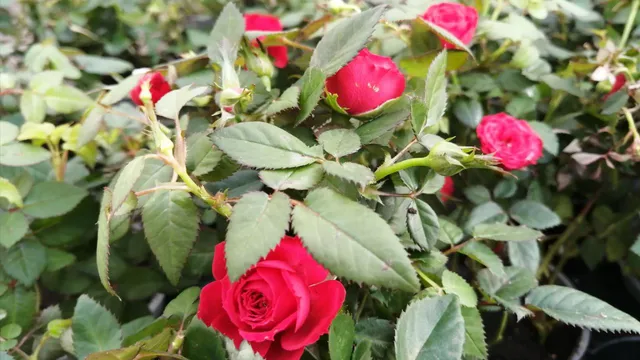 Глава Ставрополья поздравил жительниц края с Международным женским днём