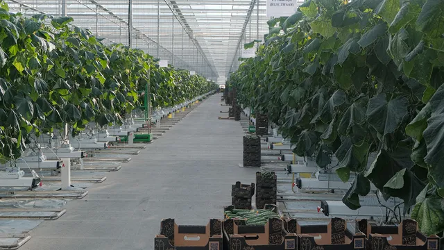 Новый тепличный комплекс построят в Предгорном округе Ставрополья