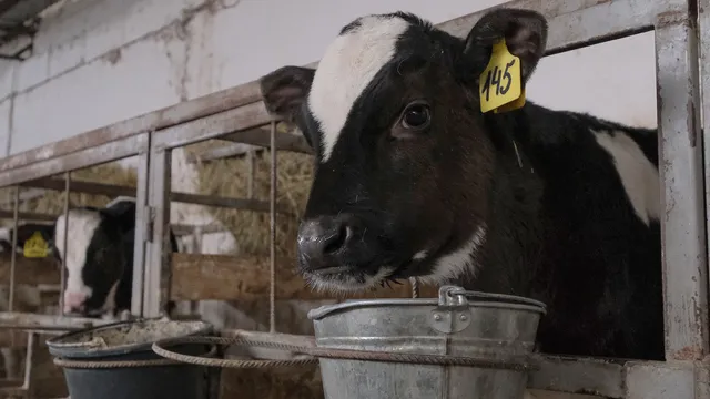 Губернатор Владимиров: господдержка малого агробизнеса Ставрополья вырастет на 30 процентов