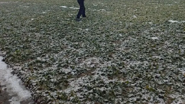 В Кочубеевском округе Ставрополья озимые сельхозкультуры оказались в плену ледяной корки