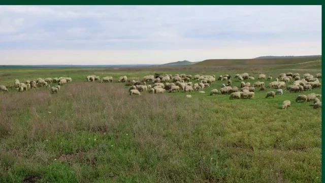 На Ставрополье начался Международный год пастбищ