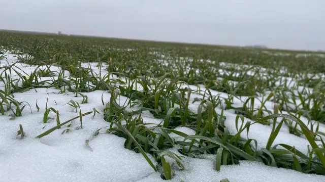 Ставропольский край подводит итоги состояния озимых культур
