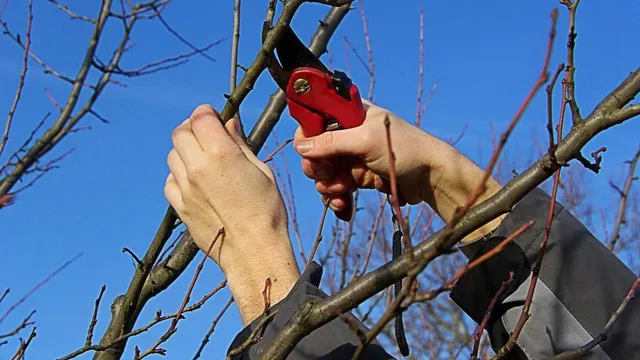 В Ставропольском крае активно ведётся зимняя обрезка плодовых деревьев