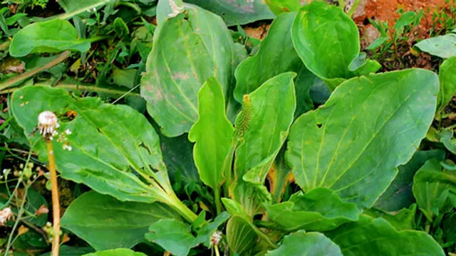 Как лечиться подорожником?