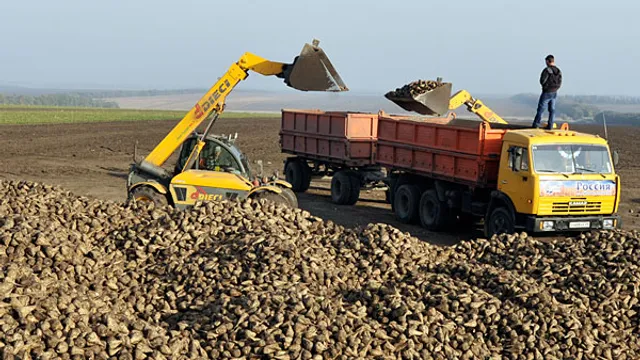 На Ставрополье собрали 1,9 млн тонн сахарной свеклы