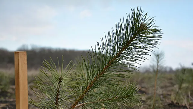 В Ставрополе высадили 100 новых елей к Новому году