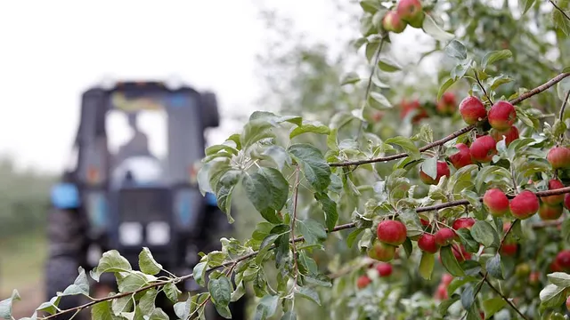 На Ставрополье пройдет I международная конференция садоводов