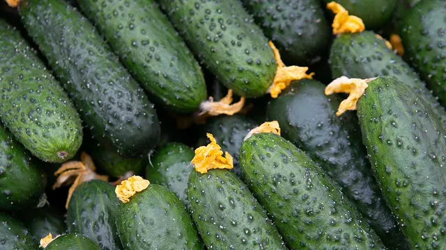 На Ставрополье собрали более 6 тысяч тонн тепличных овощей 